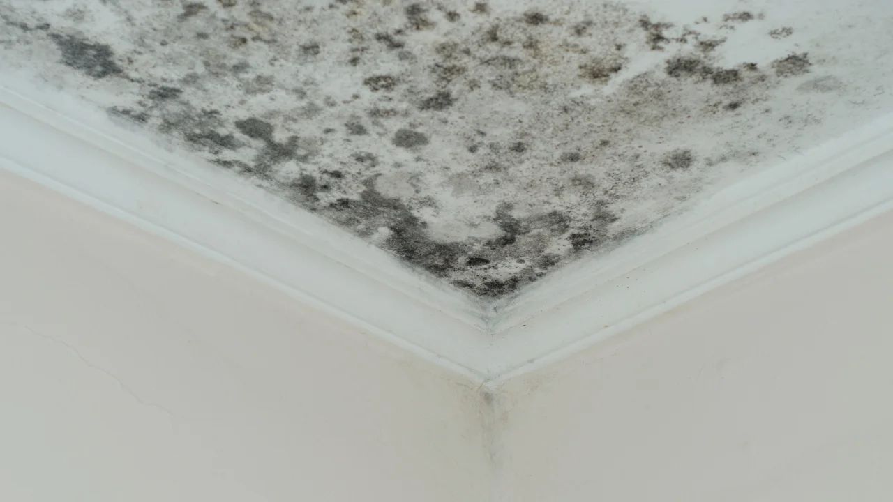 Banyo Tavanında Havalandırma Eksikliğinden Oluşan Yoğun Küfe Kesin Müdahale